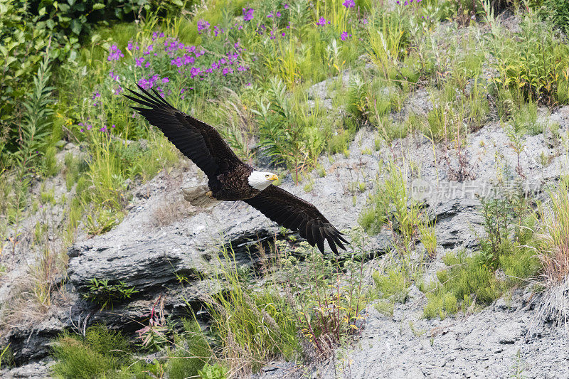 白头haliaeetus leucocephalus，阿拉斯加的秃鹰。美国的国鸟。